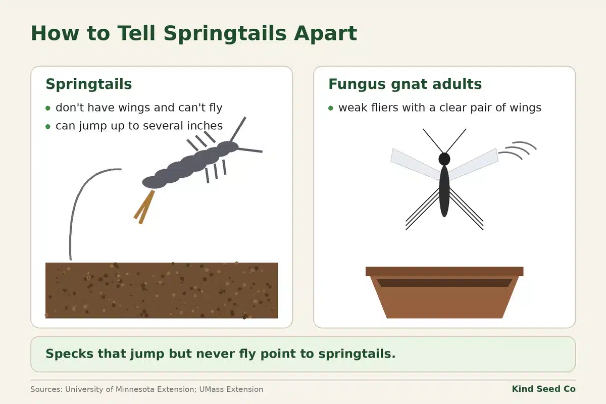 Diagram of a wingless springtail jumping beside a small fly with clear wings, showing that springtails jump but can’t fly