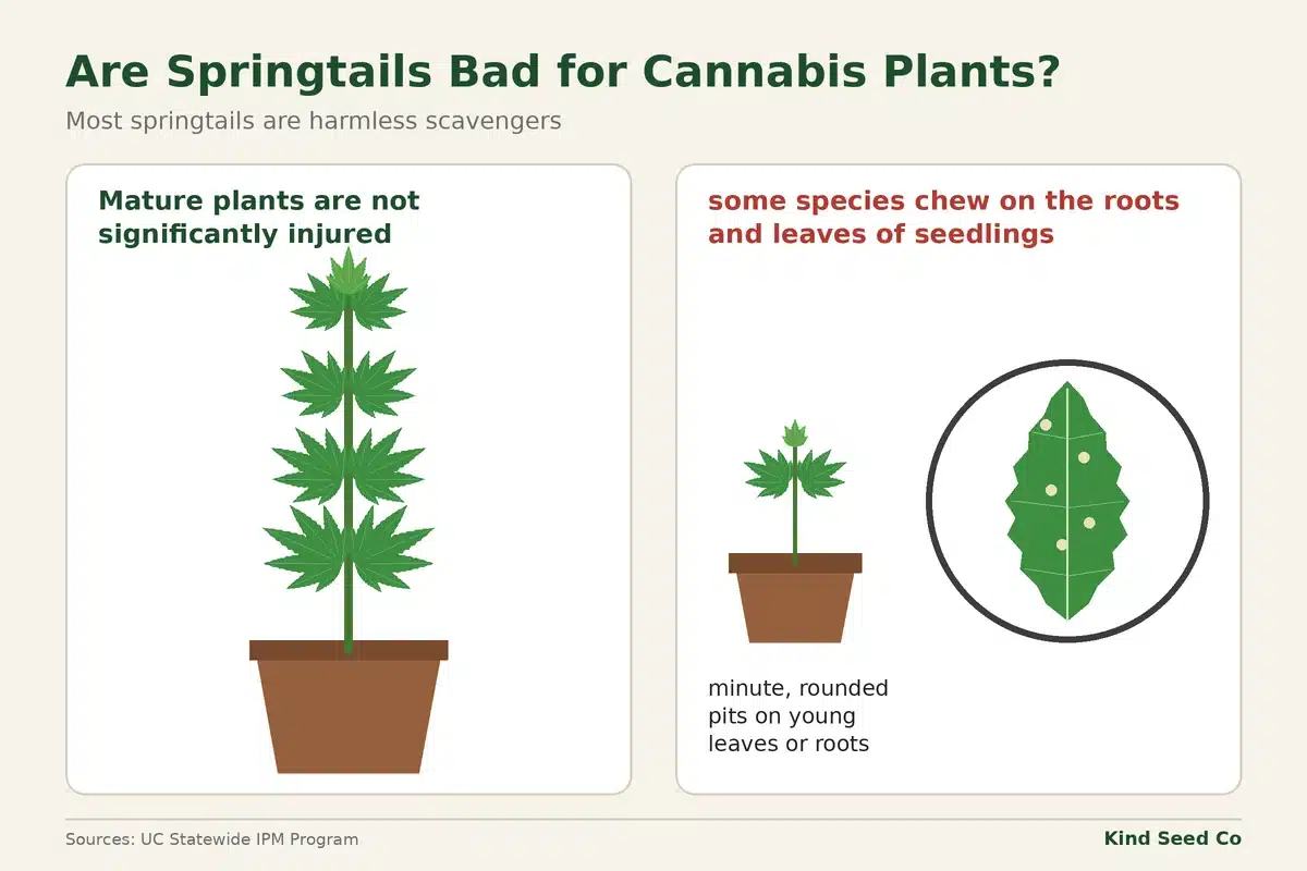 Diagram comparing a mature cannabis plant, not significantly injured by springtails, with a seedling with tiny feeding pits