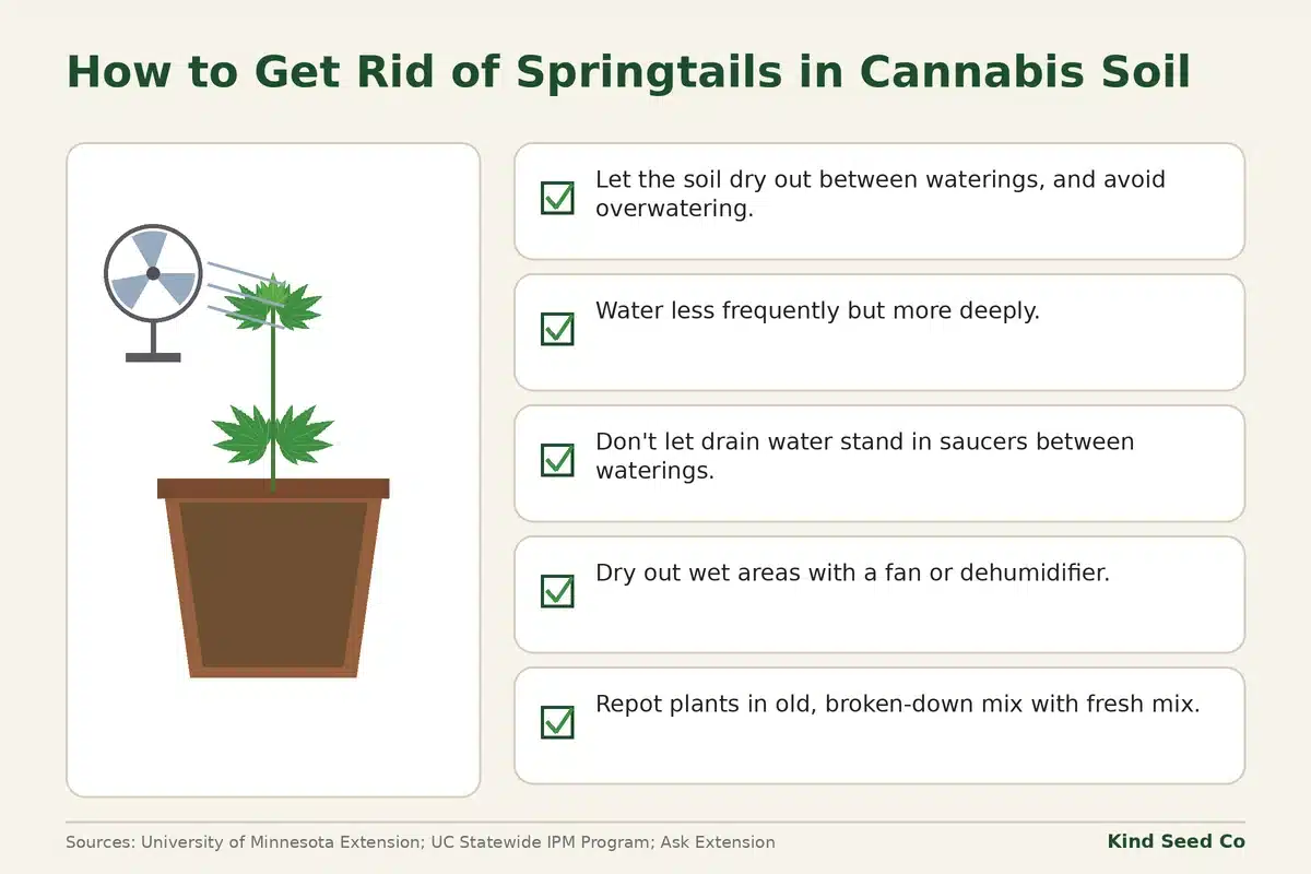 Checklist diagram with five ways to dry out springtails, from letting soil dry between waterings to repotting old mix