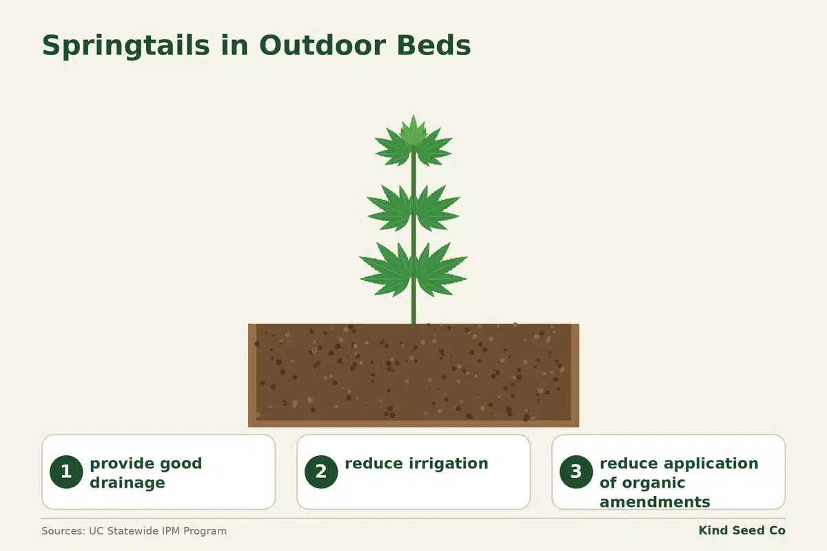 Diagram of an outdoor cannabis bed with three changes: better drainage, less irrigation, fewer organic amendments