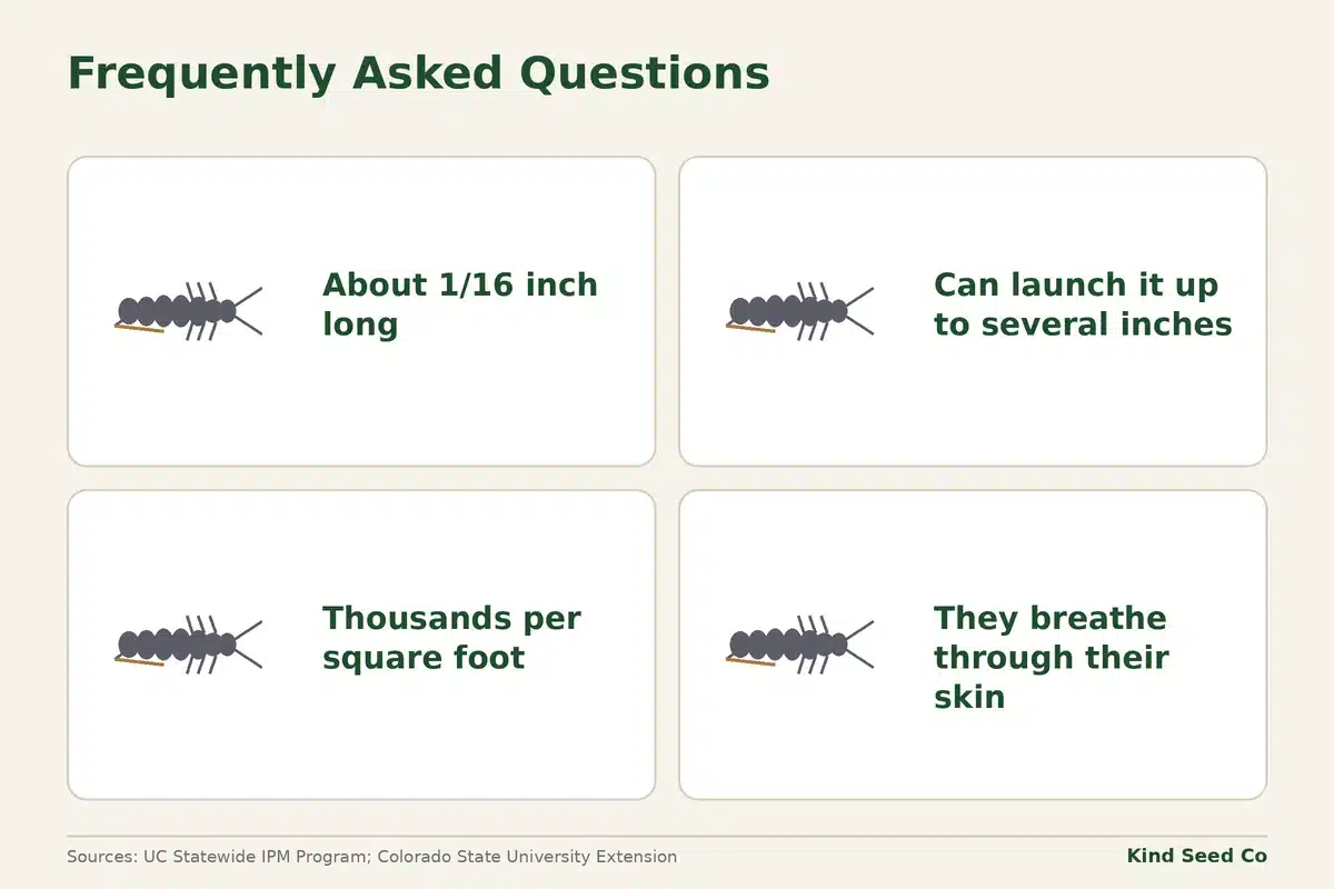 Springtail fact card: about 1/16 inch long, jump up to several inches, thousands per square foot, breathe through their skin