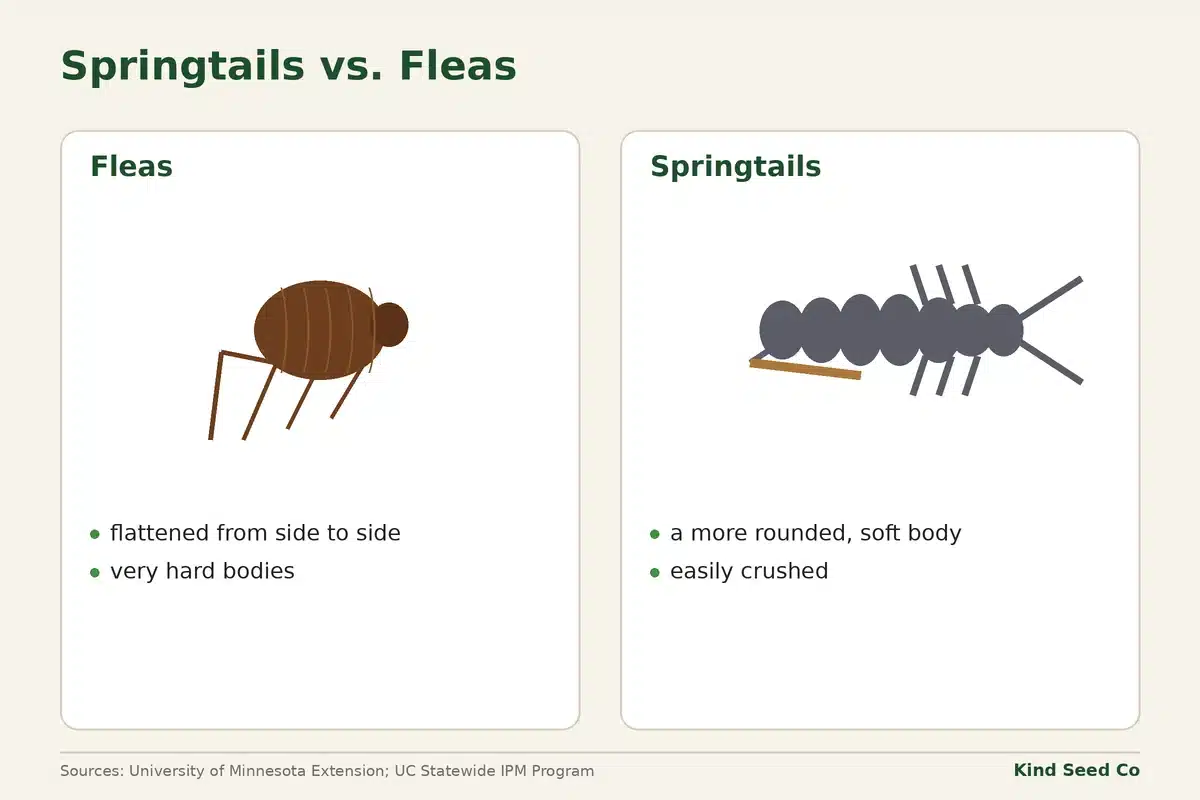 Diagram comparing a flea, flattened side to side with a hard body, and a springtail with a rounded, soft body