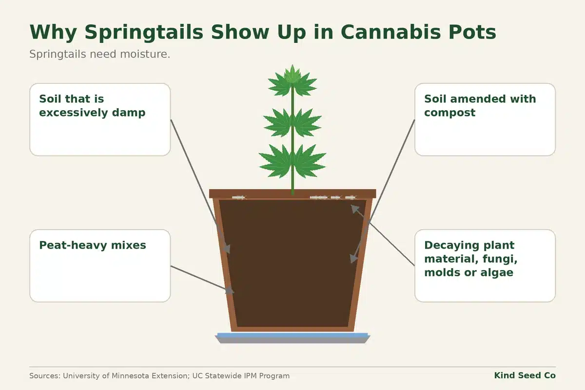 Diagram of a damp cannabis pot with four callouts on what draws springtails: wet soil, peat, compost and decaying matter