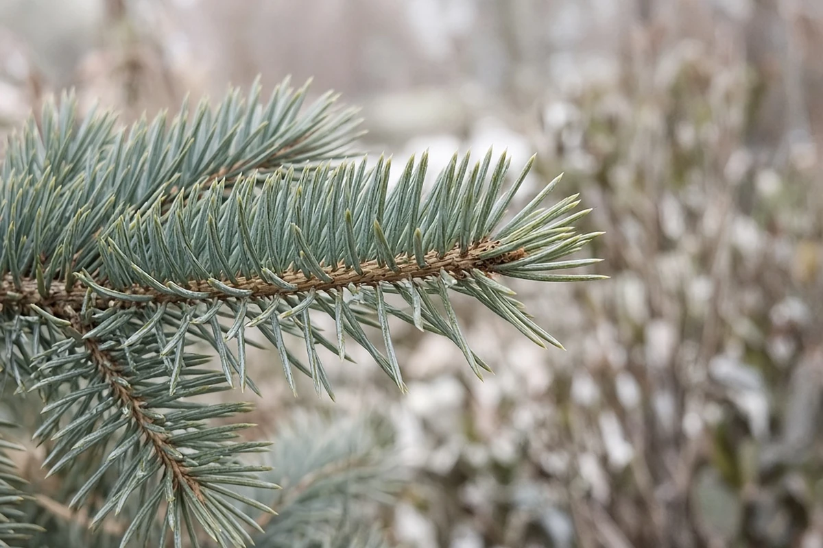 Spruce branch with single needles