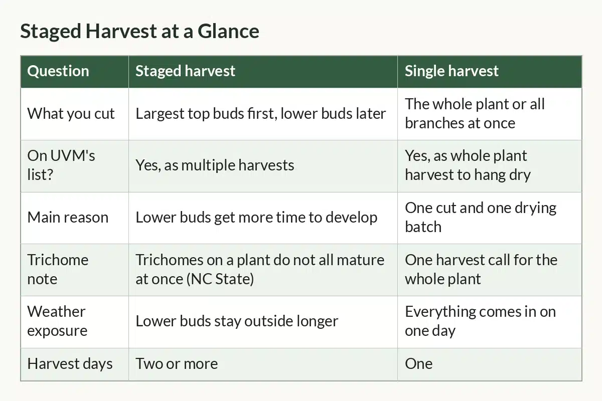 Table graphic of Staged Harvest at a Glance with columns Question, Staged harvest, Single harvest and 6 rows