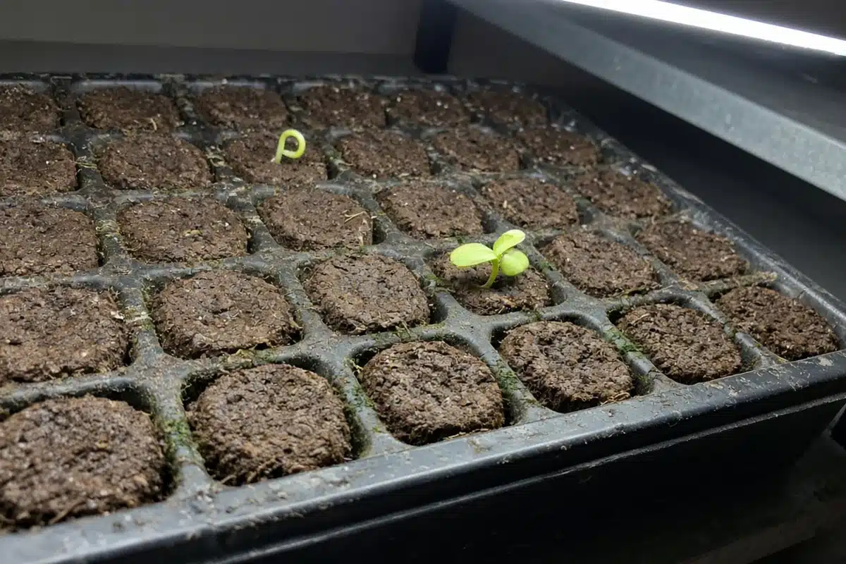 Starter plugs in a tray with tiny cannabis sprouts just breaking through