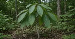Pawpaw tree with large drooping leaves