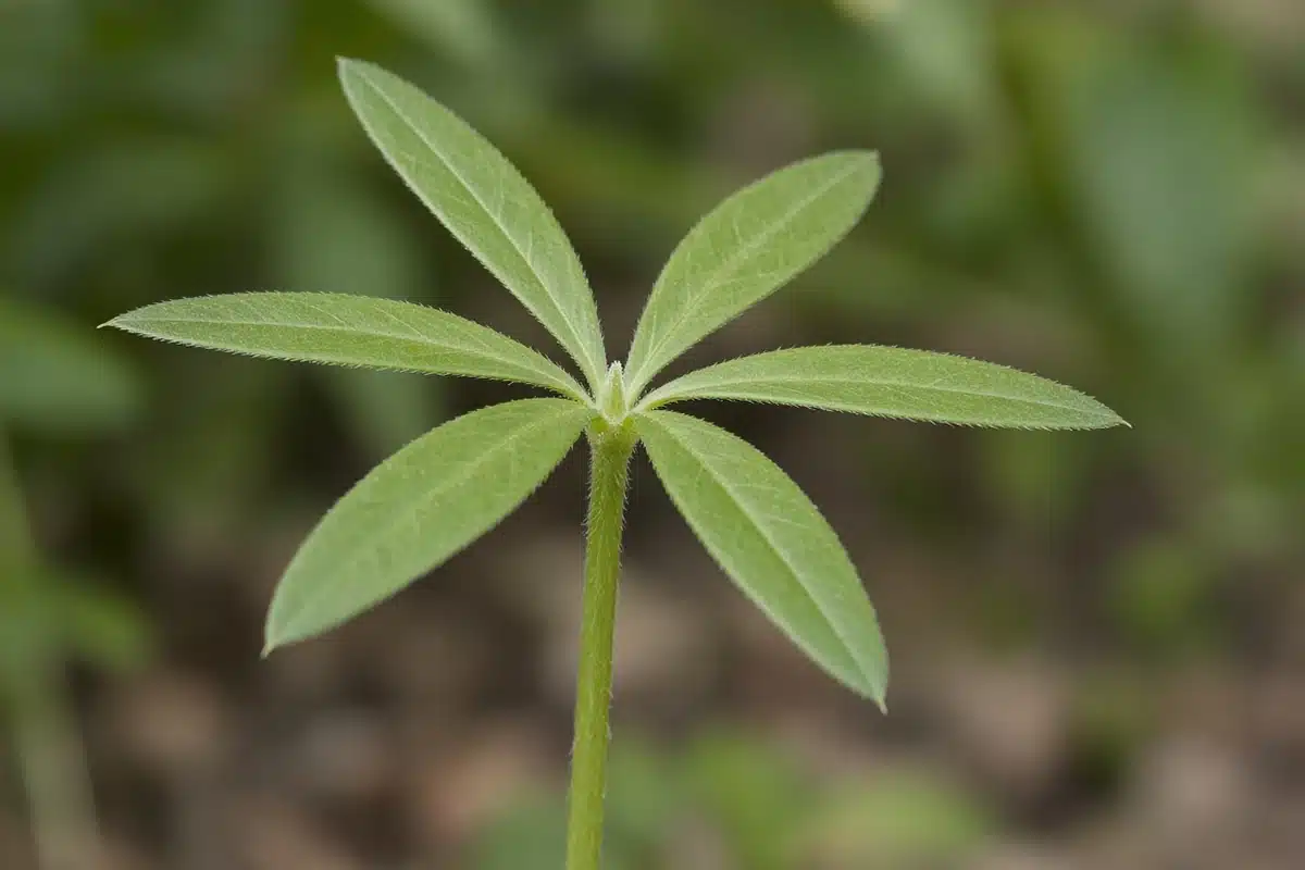 Stem with a whorl of leaves at one node
