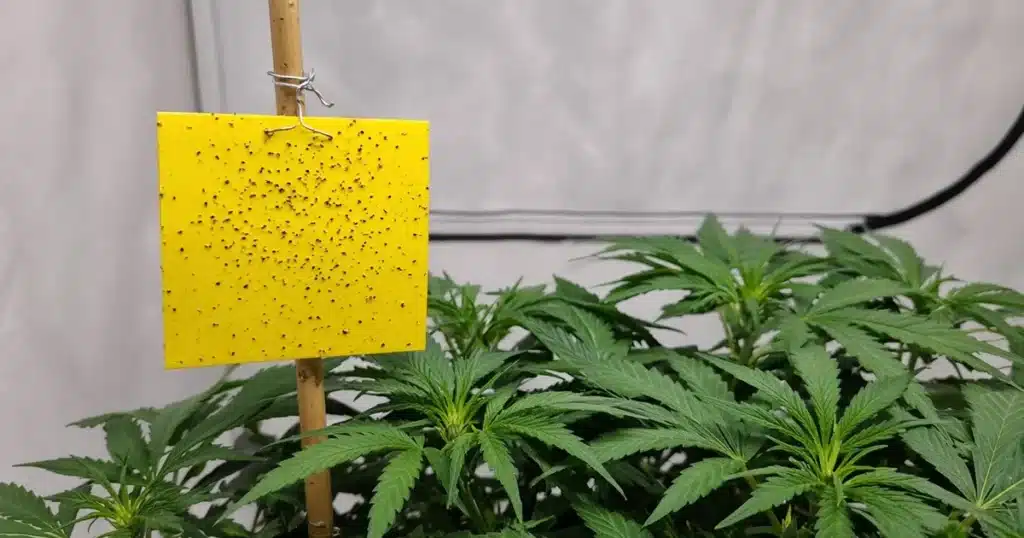Yellow sticky trap on a stake just above a cannabis canopy in a grow room