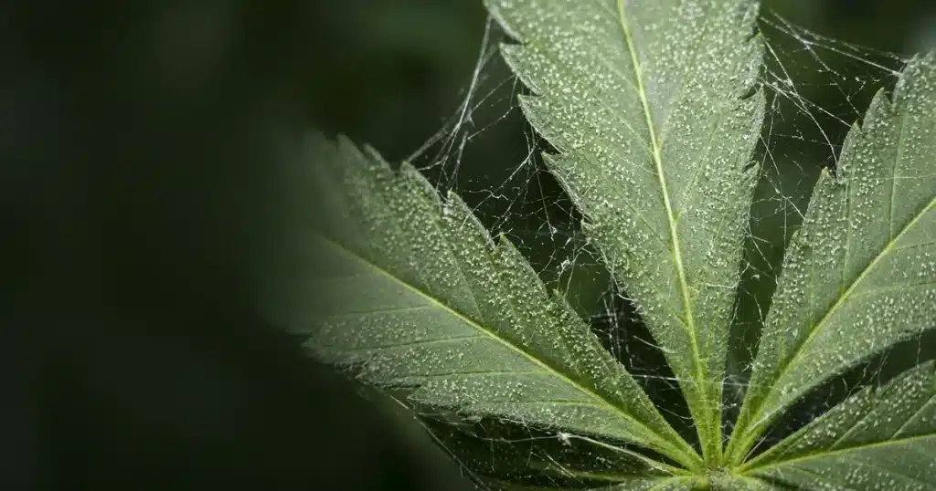 Cannabis leaf with fine webbing and tiny spider mite dots