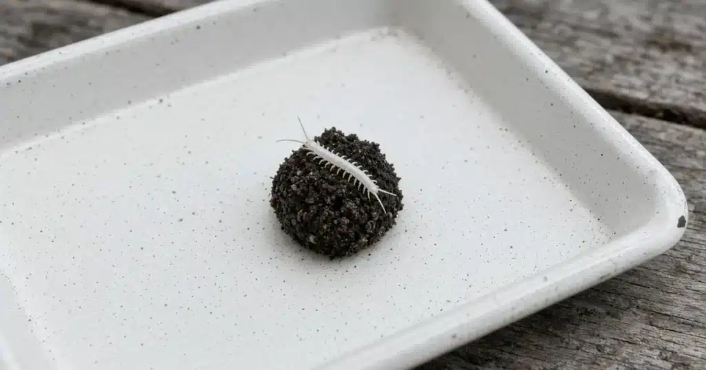 Photo-style illustration of a white symphylan on a dark soil crumb inside a used enamel tray on a weathered bench