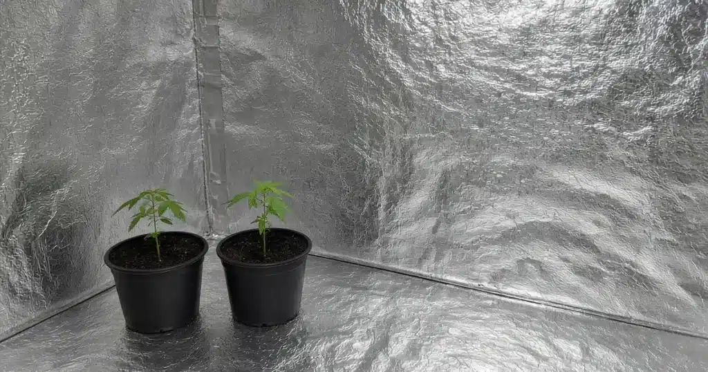 Grow room walls lined with silver Mylar around cannabis plants