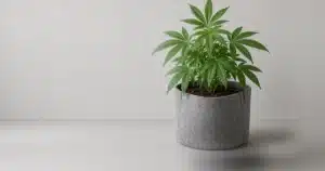 Healthy vegetative cannabis plant with deep green leaves
