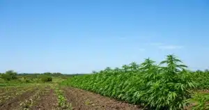 Row of evenly sized cannabis plants growing outdoors