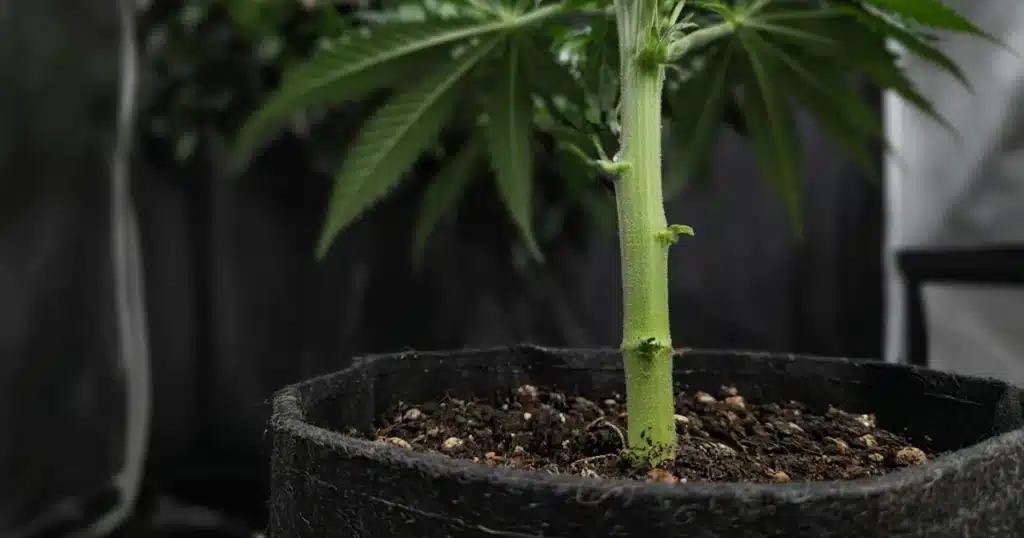 Close view of a thick green main stem on a young cannabis plant in a pot in a grow tent