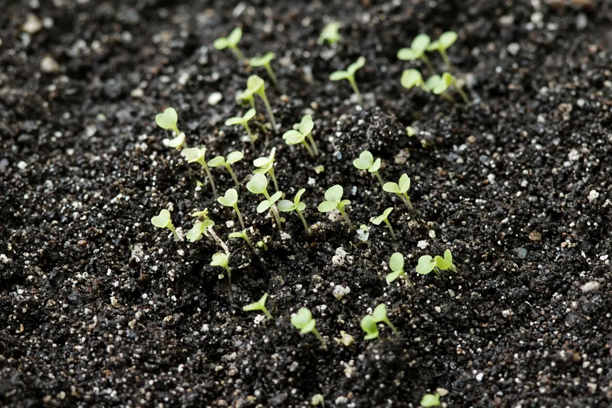 Tiny alyssum seedlings on the soil surface