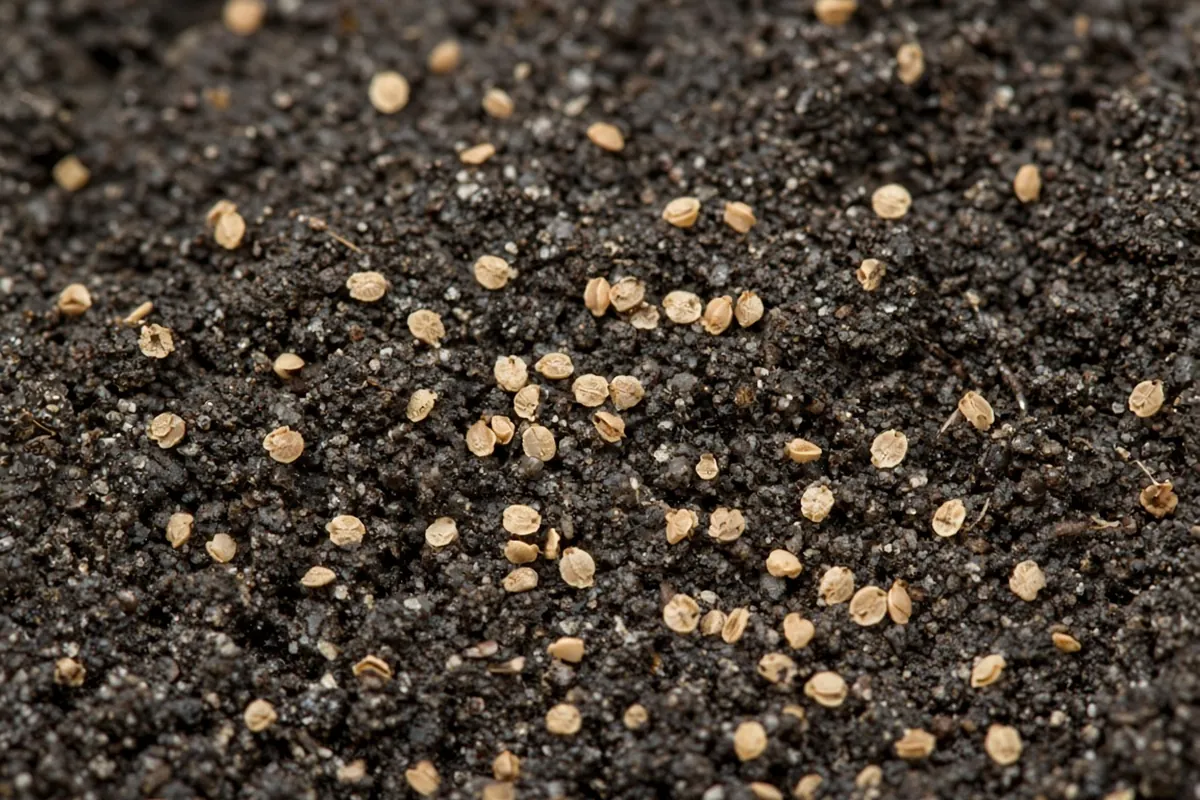 Tiny impatiens seeds on mix