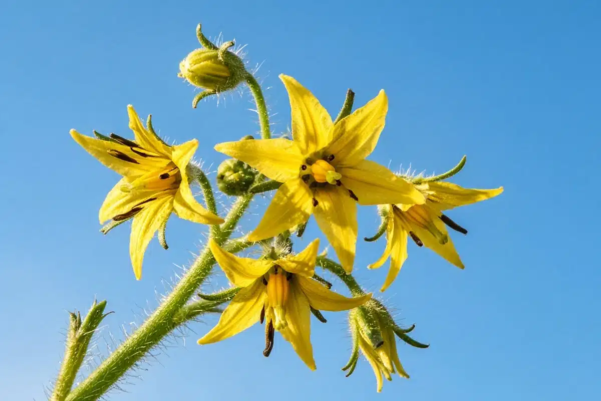 Tomato flowers opening on a sunny day