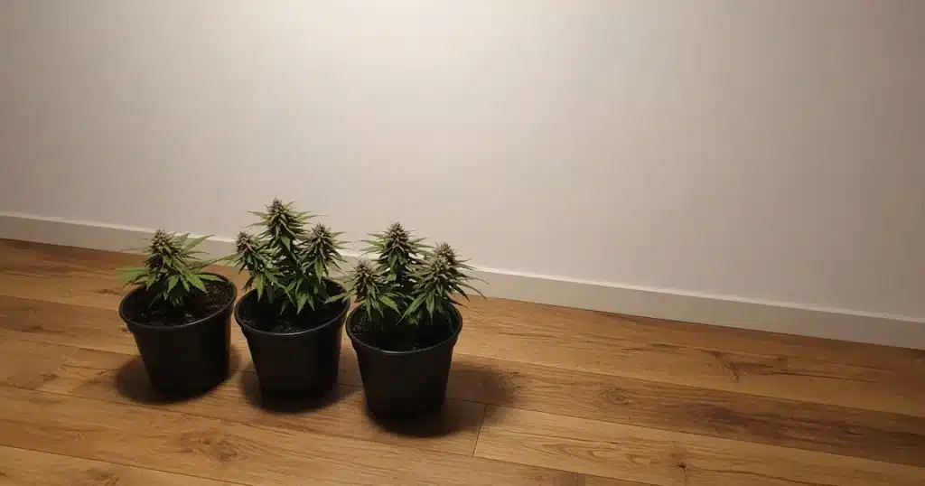 Three compact autoflower cannabis plants in pots