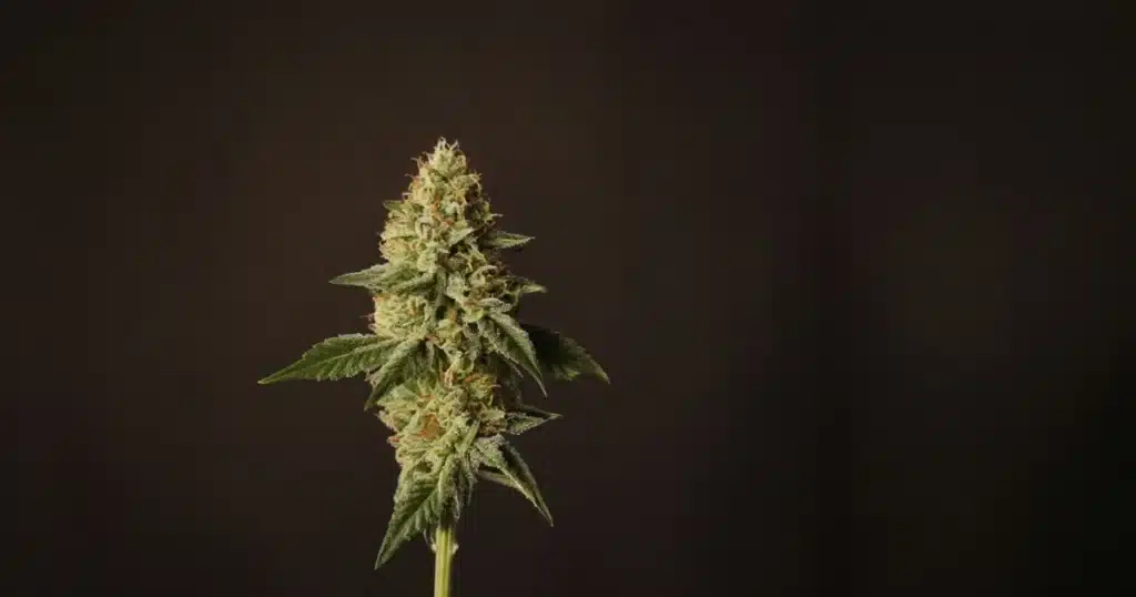 Large dense cannabis cola with fan leaves