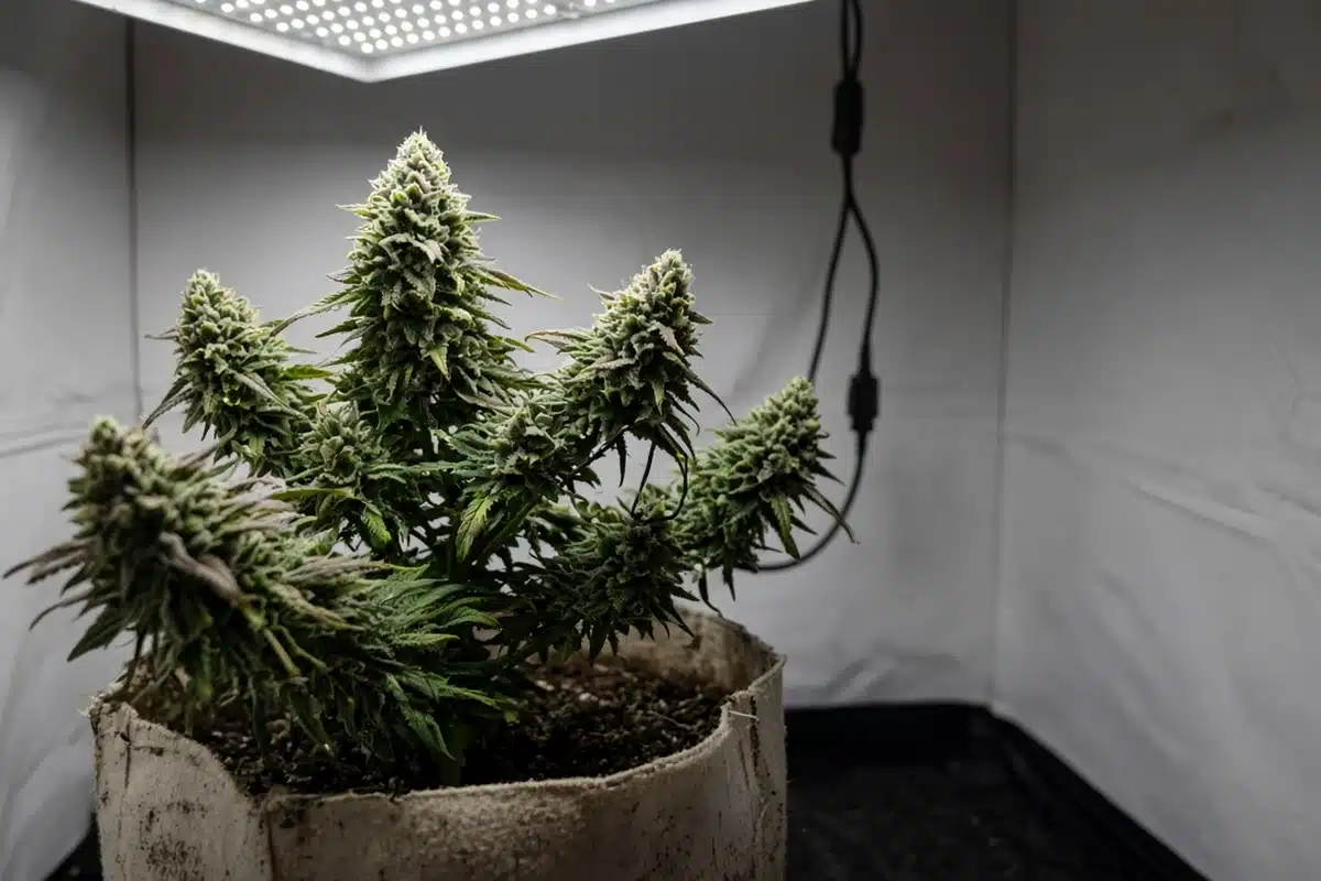 Topped cannabis plant in a pot with several colas of slightly uneven height across the canopy