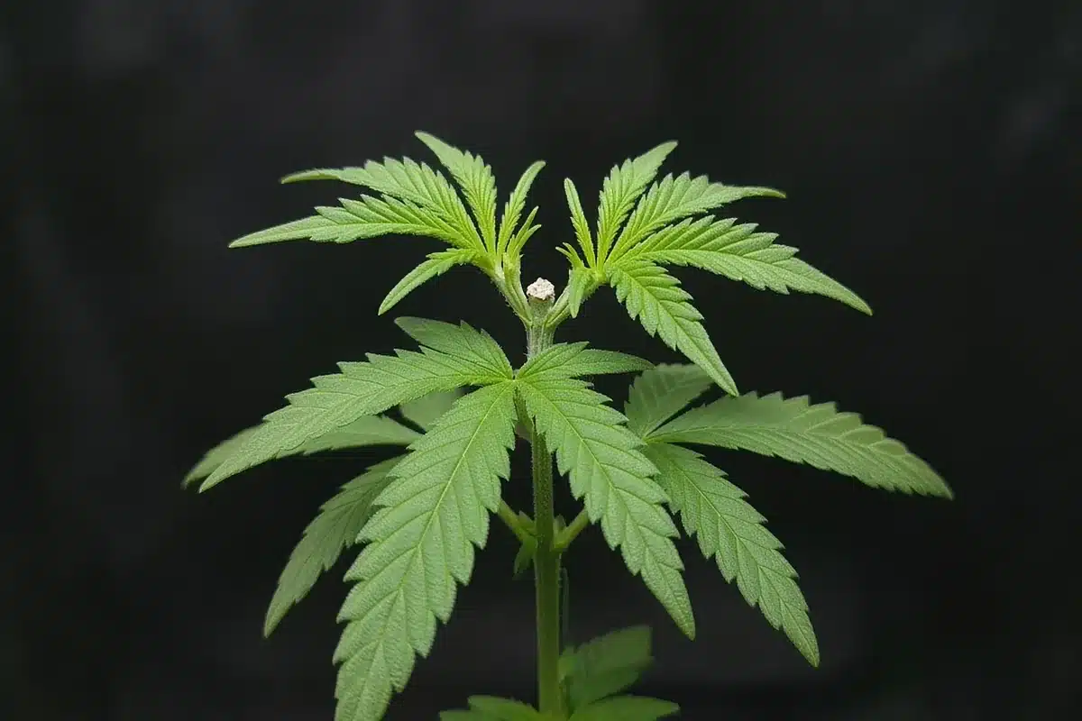 Topped cannabis plant with two main tops