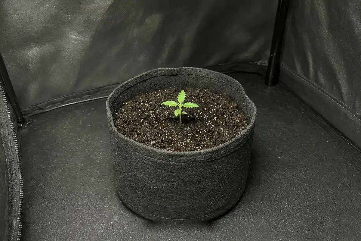 Transplanted cannabis seedling in a fabric pot