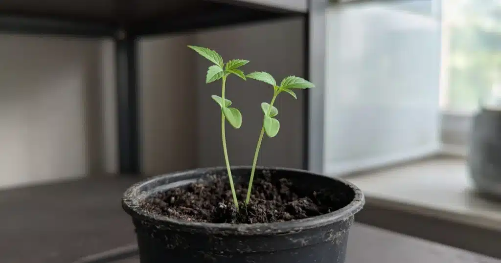 Two small cannabis seedlings growing from one spot in a small pot of soil