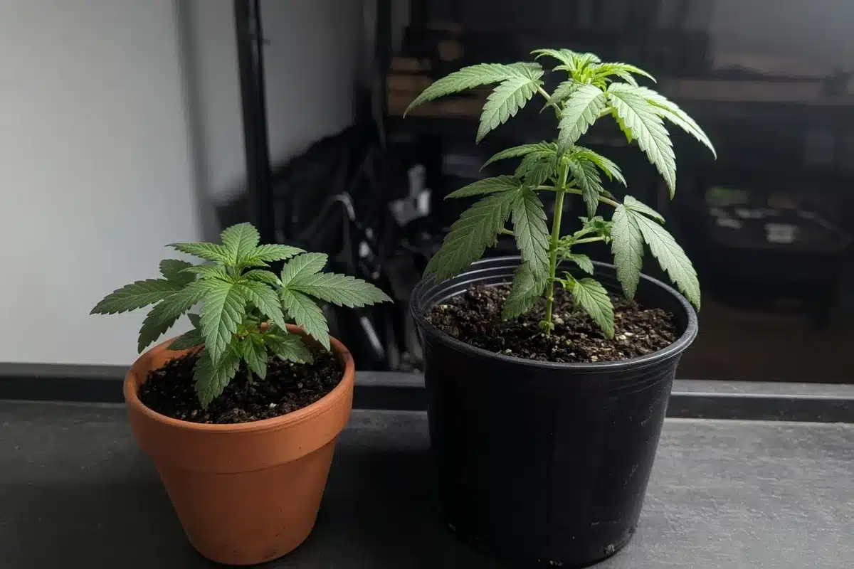 Two young cannabis plants side by side, one compact and one with long gaps between nodes
