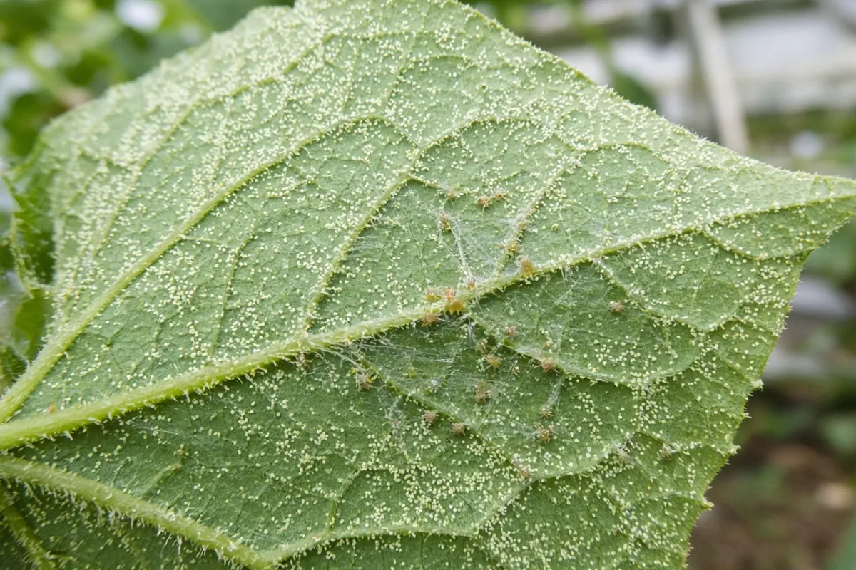 Underside of a cucumber leaf showing mites