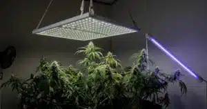 Indoor cannabis plants under LED grow lights with a separate UV light bar