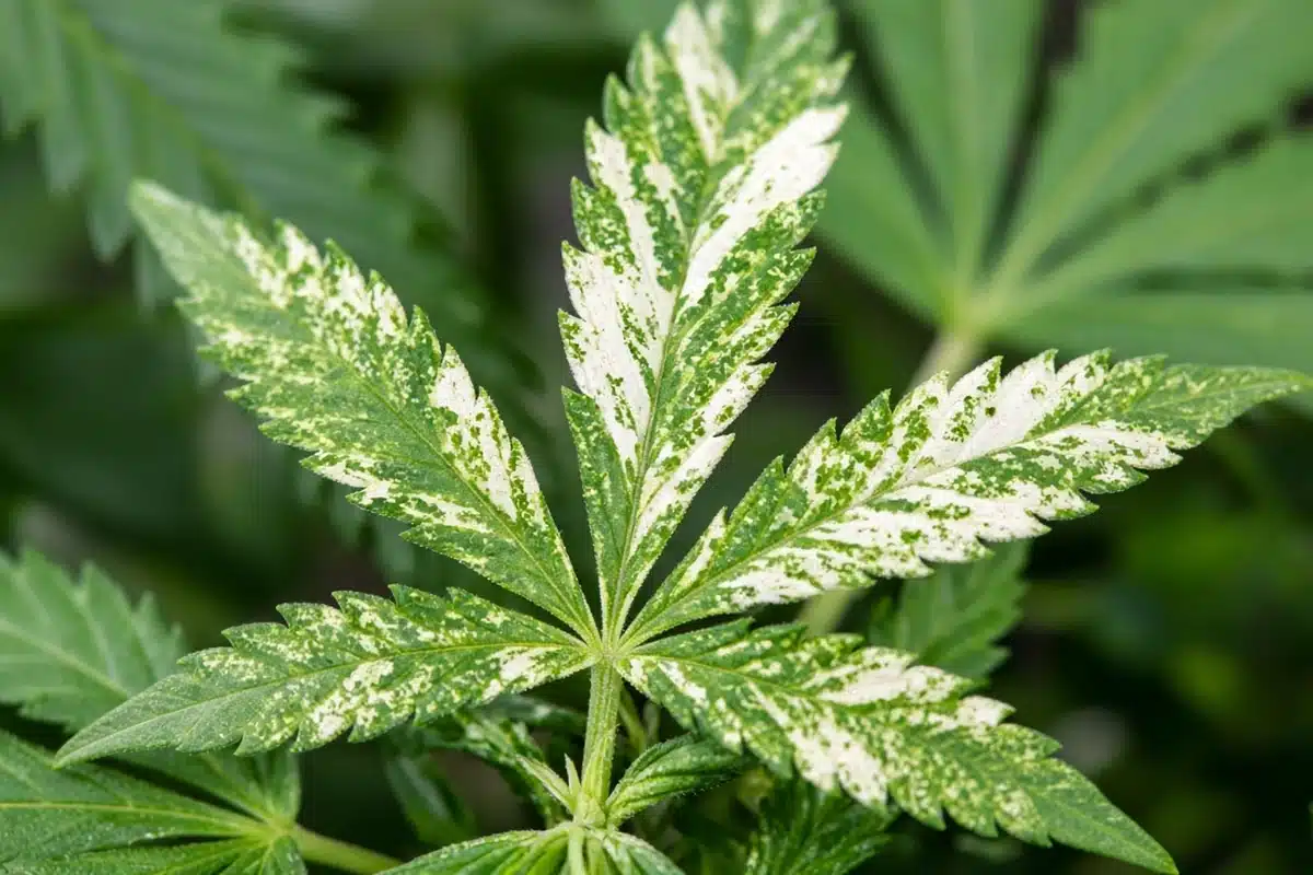 Variegated cannabis leaf with white and green patches