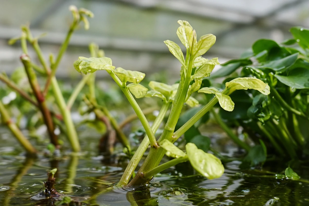 Watercress stems with pale new leaves
