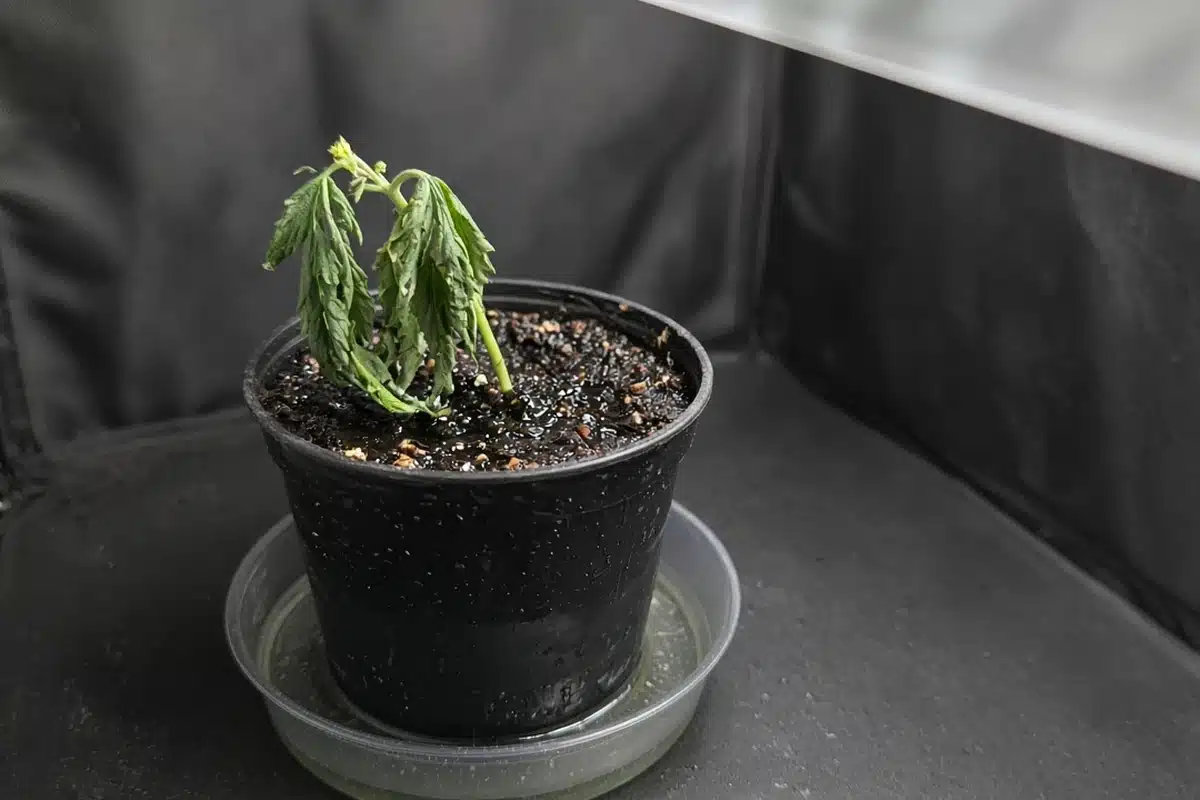 Wet dark soil in a pot with a small droopy cannabis seedling