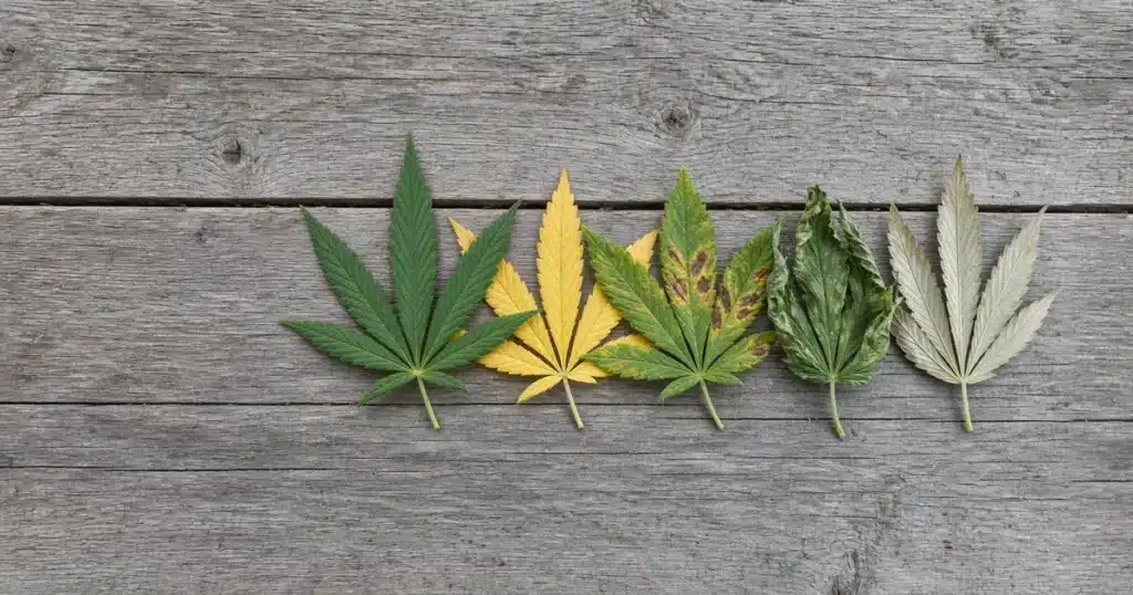 Row of cannabis leaves showing healthy, yellow, spotted and curled conditions