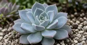 Blue gray glaucous leaves of a succulent