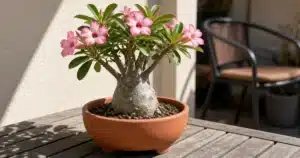 Desert rose plant with a swollen base in a shallow pot