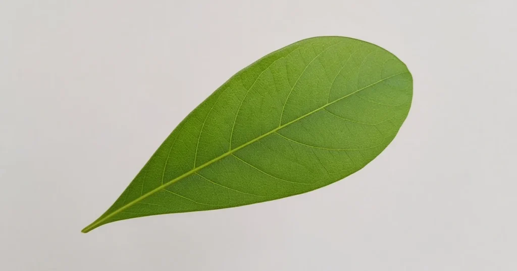 Single leaf with a wedge shaped base