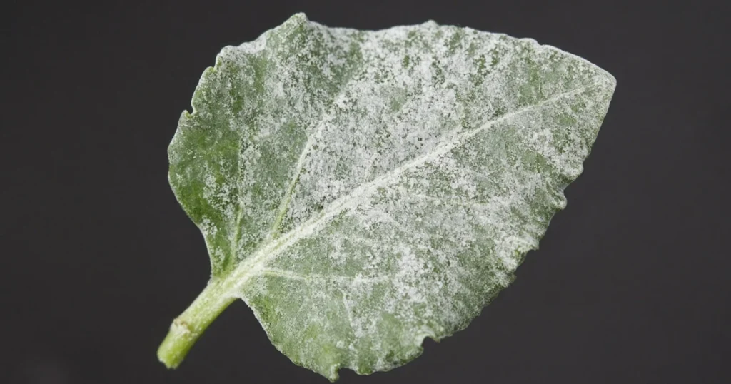 Leaf with a pale mealy coating