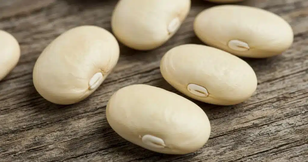 Lima bean seeds showing the hilum scar on one side