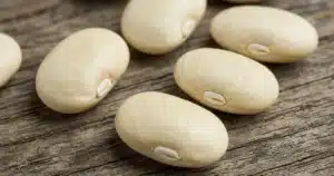 Lima bean seeds showing the hilum scar on one side