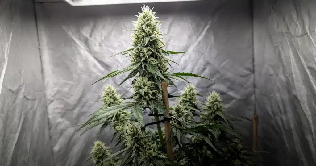 Flowering cannabis plant in a grow tent with one tall main cola at the top of the main stem under a grow light