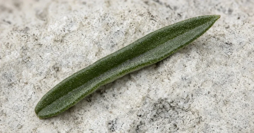 Small evergreen leaf with edges rolled under