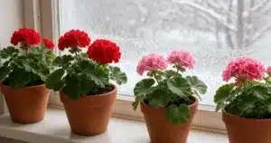Potted geraniums brought indoors for winter