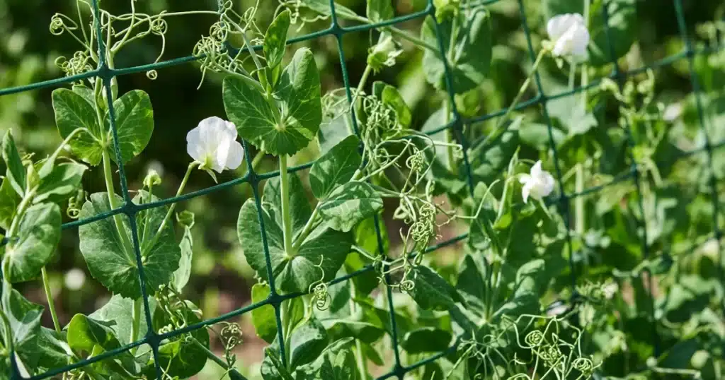 Pea tendrils coiled around garden netting