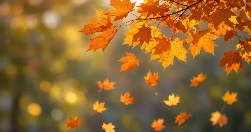 Autumn leaves falling from a tree branch