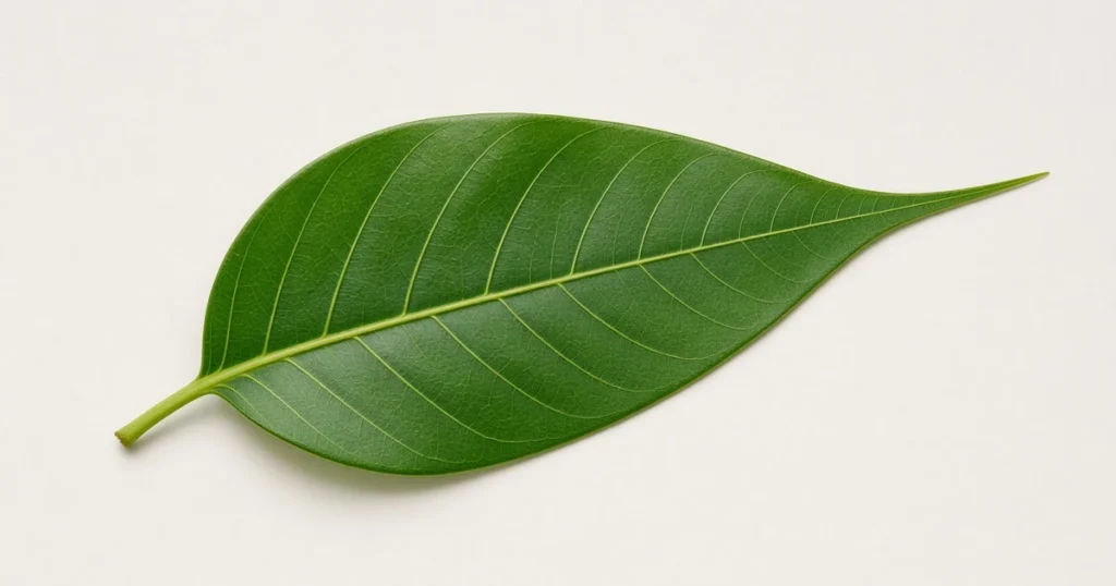 Single leaf with a long tapering tip