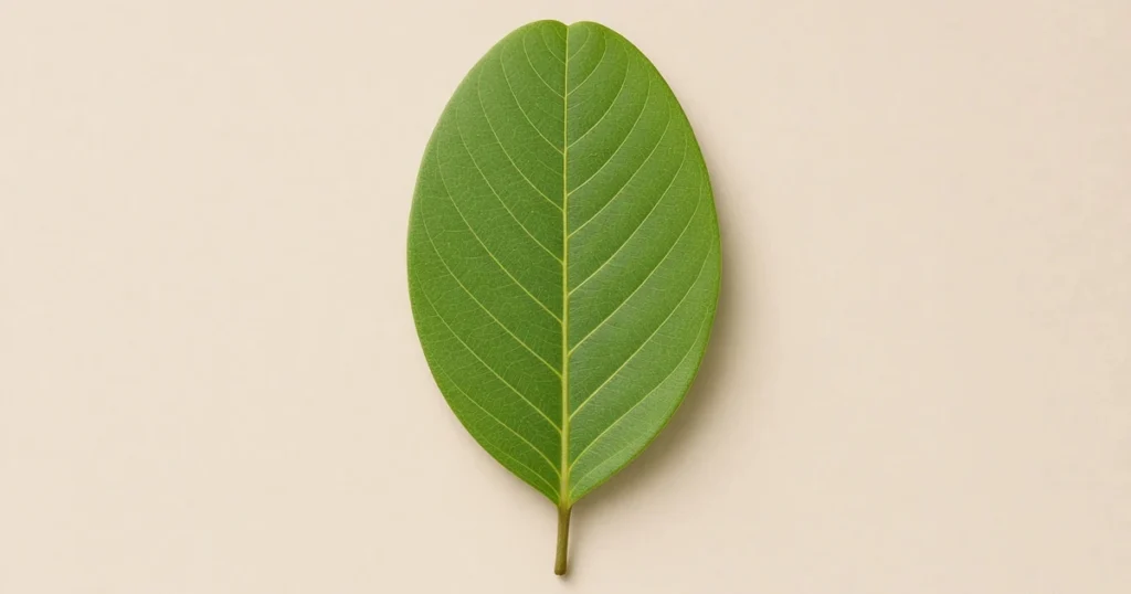 Single leaf with a small notch at the tip