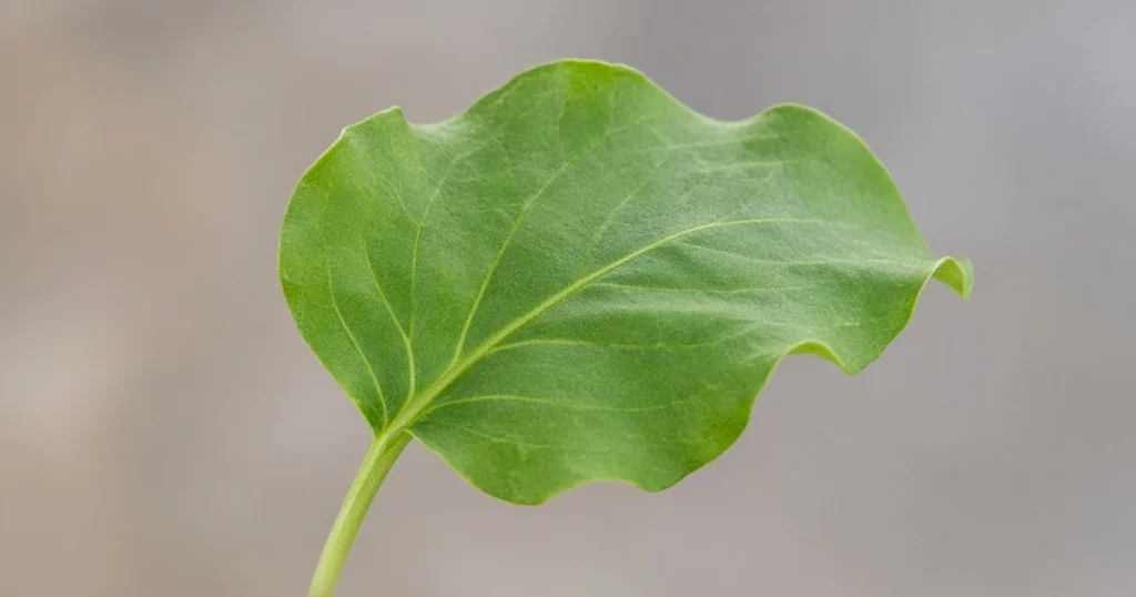 Single leaf with gently wavy edges