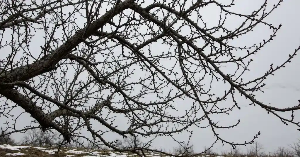Leafless fruit tree branches in late winter